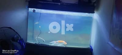 big fish tank with stand 0