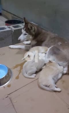 male and female husky puppy 0