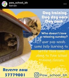 dog training daycare and boarding school 0