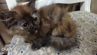 Persian kitten 6weeks old 0