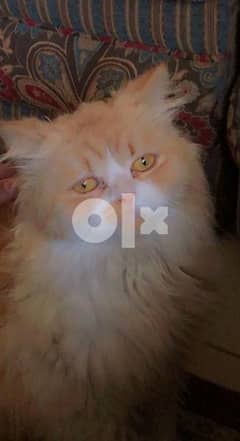 Persian cat vaccinated 0