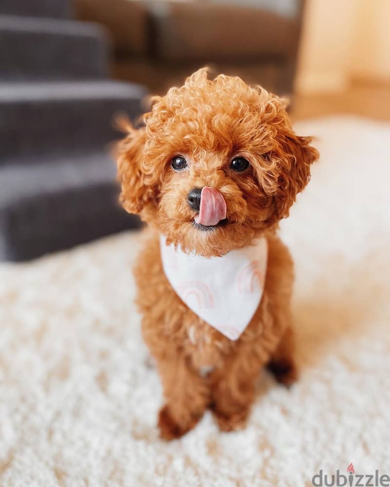 Beautiful toy poodle female and male ready 0