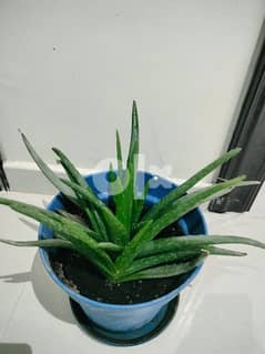 Aloe Vera Plant 0