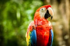 Looking for parrots,(cockatiel,macaw,african grey) 0