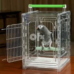 African Grey Parrots Male & Female 0