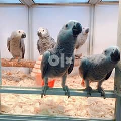 African Grey Parrots available for Sale 0