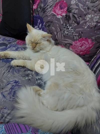 Male persian cat for adoption