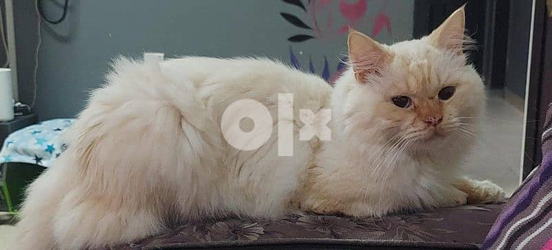 Male persian cat for adoption 1