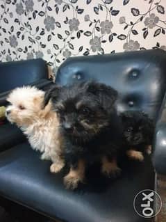 Cute puppies 65bd each for sale 0