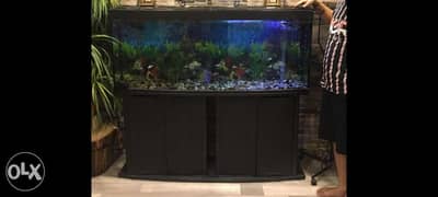 Fish tank all for sale 0