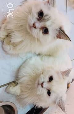 قطتين للتبني 2 cats for adoption 0