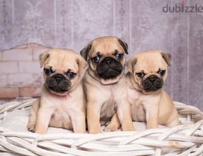 Fawn pug puppy's +973 3406 7659