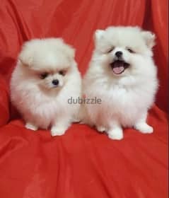 Pomeranian puppies 0