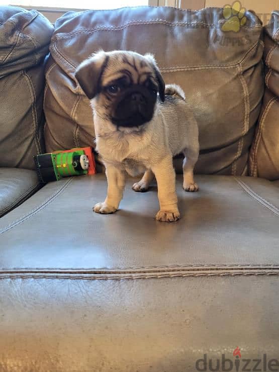 Male pug puppy for sale 0