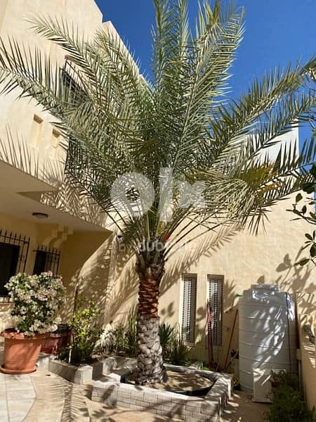 Finest Khalas Saudi Date trees 5