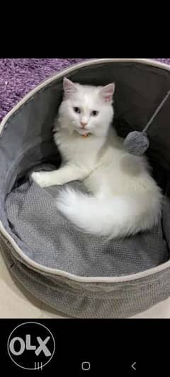 White Persisn cat 0