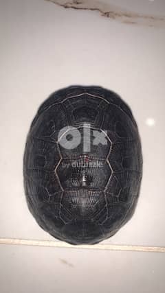 ‏african sideneck turtle for sale 34533982 0