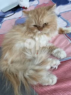Punch face Persian cat for adoption 0