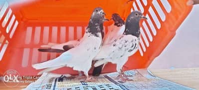 Sale of High flying and Racer pigeons 0