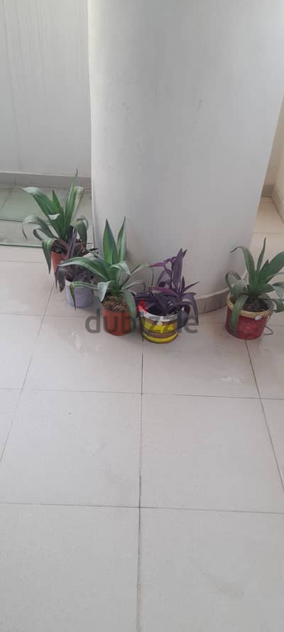 Plants