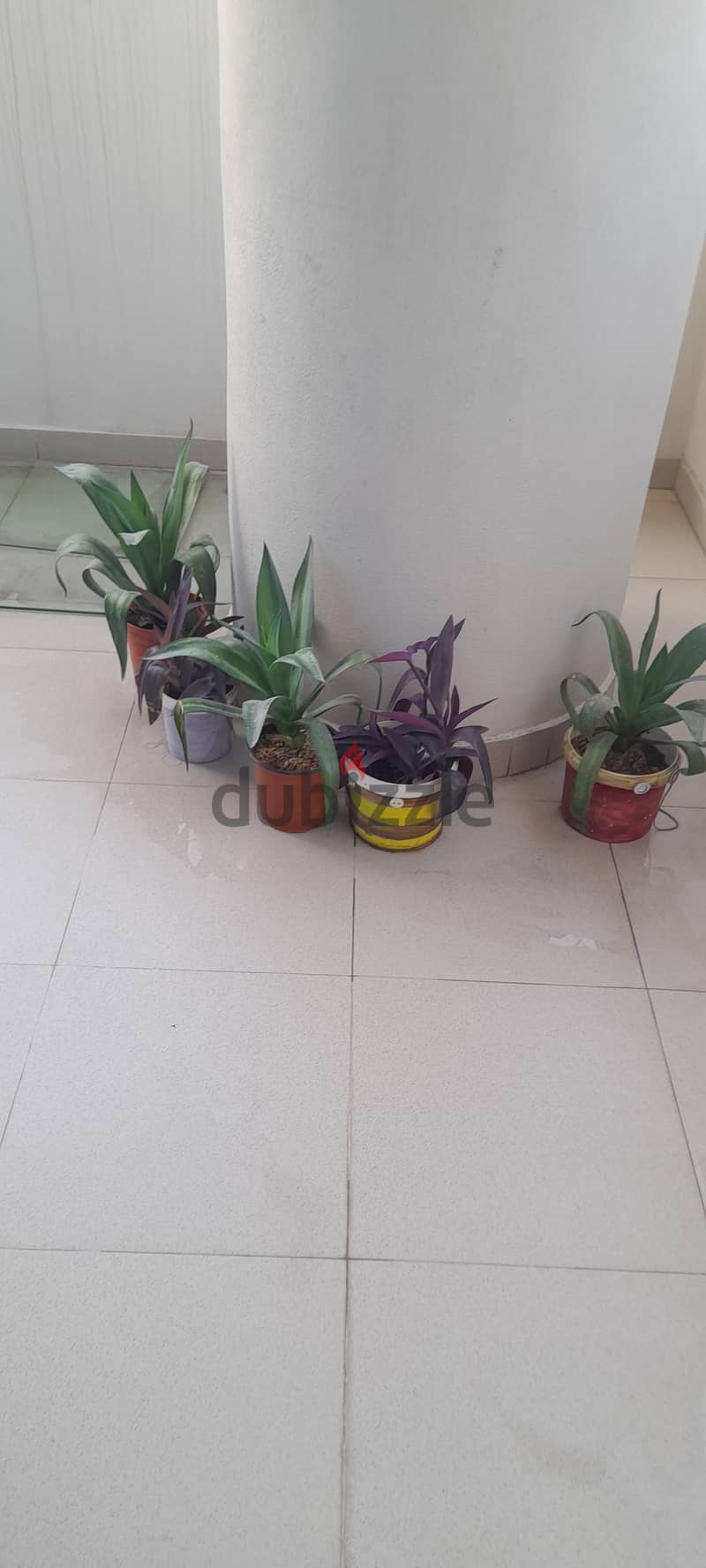 Plants for sale 1