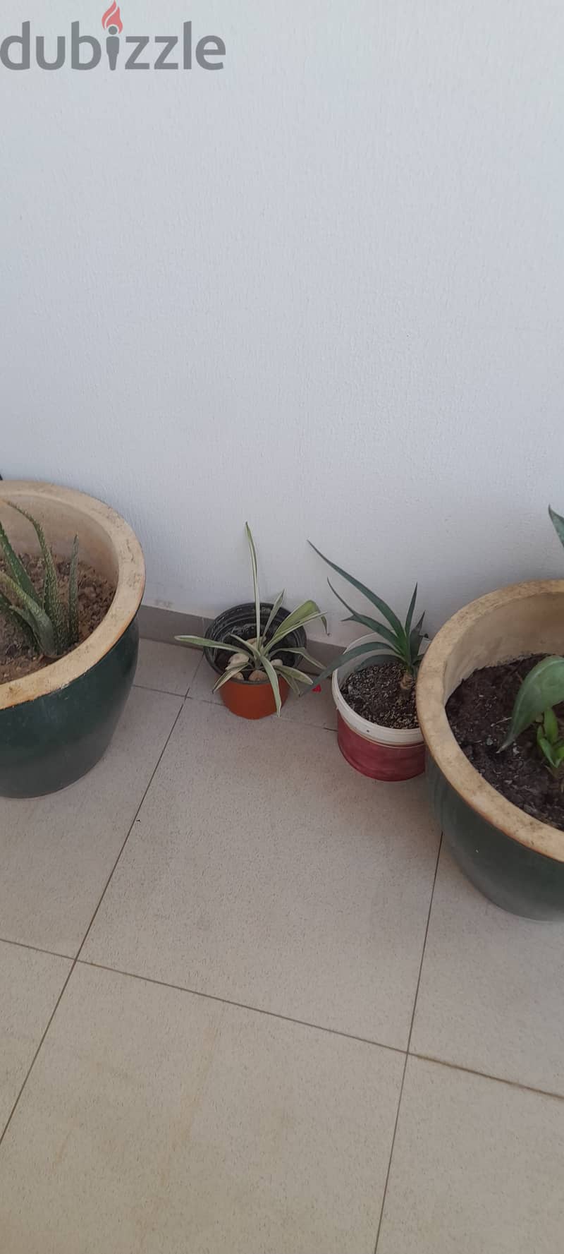 Plants for sale 2