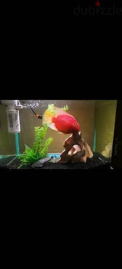 Blood red parrot fishes - large 0
