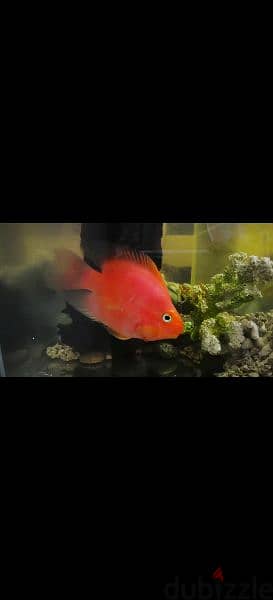 Blood red parrot fishes - large 1