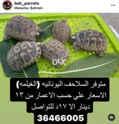 tortoise 0