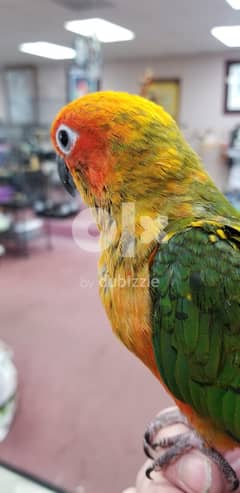 Sun conure babe parrot so friendly freefly outside 0