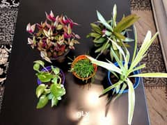Indoor plants 0
