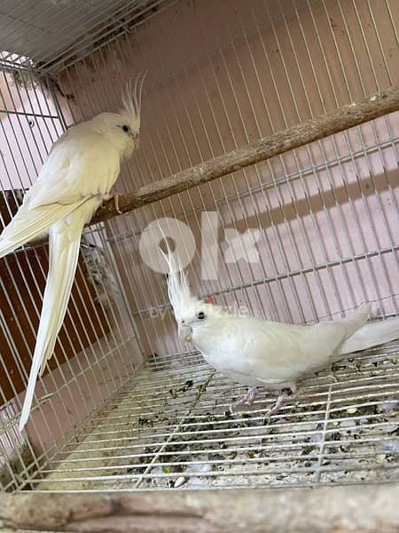 albino cocktail pair 0