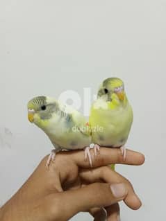 hand tamed budgie 0