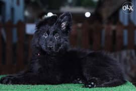 royal black German Shepherd puppies 0