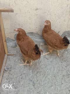 Two white Sussex female and two rhode island red female 4 months old 0