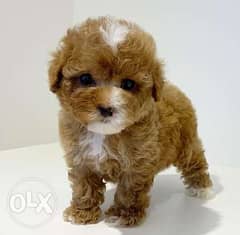 Beautiful teacup Poodle puppies available for sale 0
