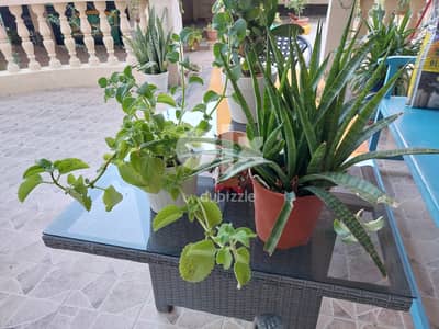 Big and small plants