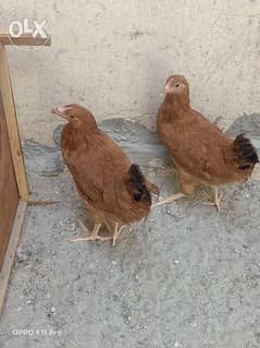 2 White Sussex and 2 rir for sale or can be exchanged with birds 0