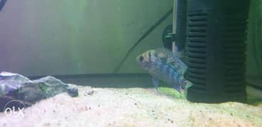 Cross breed flowerhorn female fish for sale 0