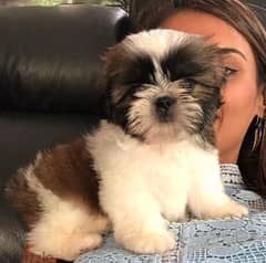 Shih tzu Puppies Available 0