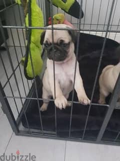 Quality Pug Puppies for sale 0