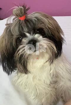 Long Hair Shih Tzu Pair for Sale 3 yr Mating Business +973 34202781 0