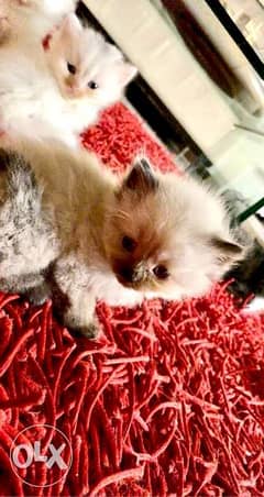 New born Kitten - كيتن توا مولود 0