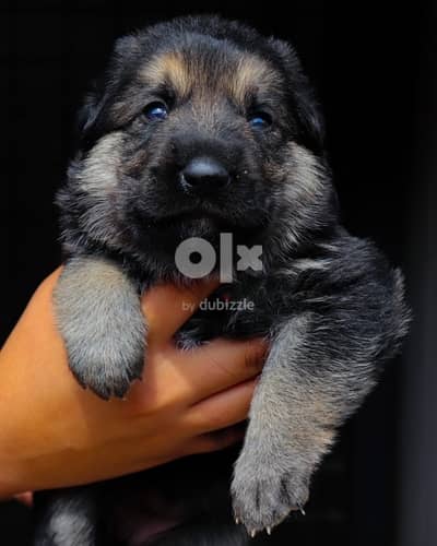 Top quality German Shepherd puppies  يراوه جيرمن شيبرد مستوى عالي