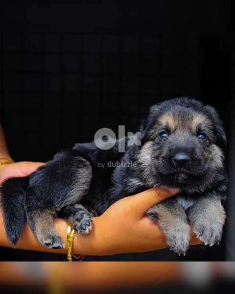 Top quality German Shepherd puppies  يراوه جيرمن شيبرد مستوى عالي 1