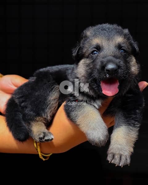 Top quality German Shepherd puppies  يراوه جيرمن شيبرد مستوى عالي 3