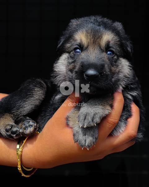 Top quality German Shepherd puppies  يراوه جيرمن شيبرد مستوى عالي 4