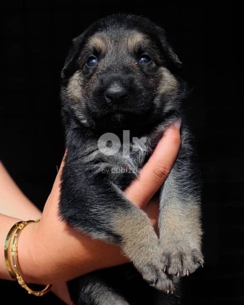 Top quality German Shepherd puppies  يراوه جيرمن شيبرد مستوى عالي 5