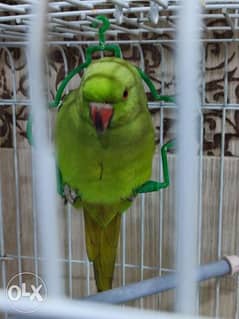 Green parrot female age to air 0