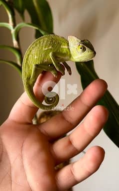 chameleon small size 0